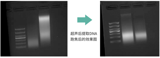 超声波DNA提取实验效果