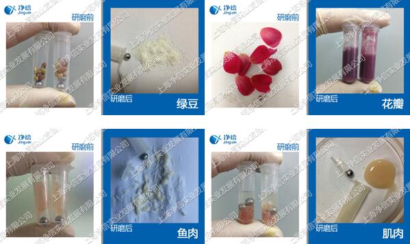 快速组织研磨仪样品前处理效果图
